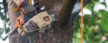 Best Fruit Tree Pruning  in Barnwell, SC