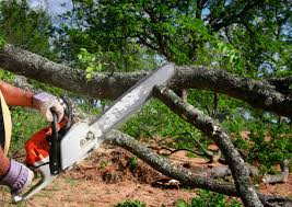 Best Tree Maintenance Programs  in Barnwell, SC