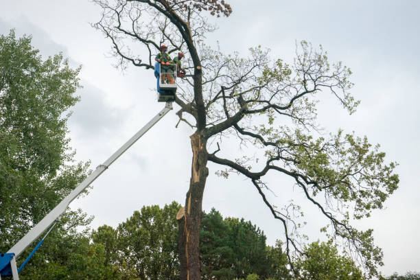 Best Arborist Consultation Services  in Barnwell, SC