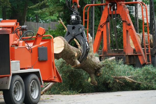 How Our Tree Care Process Works  in  Barnwell, SC