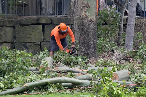 Best Storm Damage Tree Cleanup  in Barnwell, SC