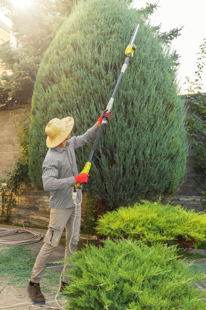 Best Tree Trimming and Pruning  in Barnwell, SC